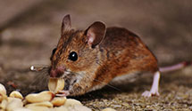 fermentation-and-brewery-pest-control Experts in Gilbert